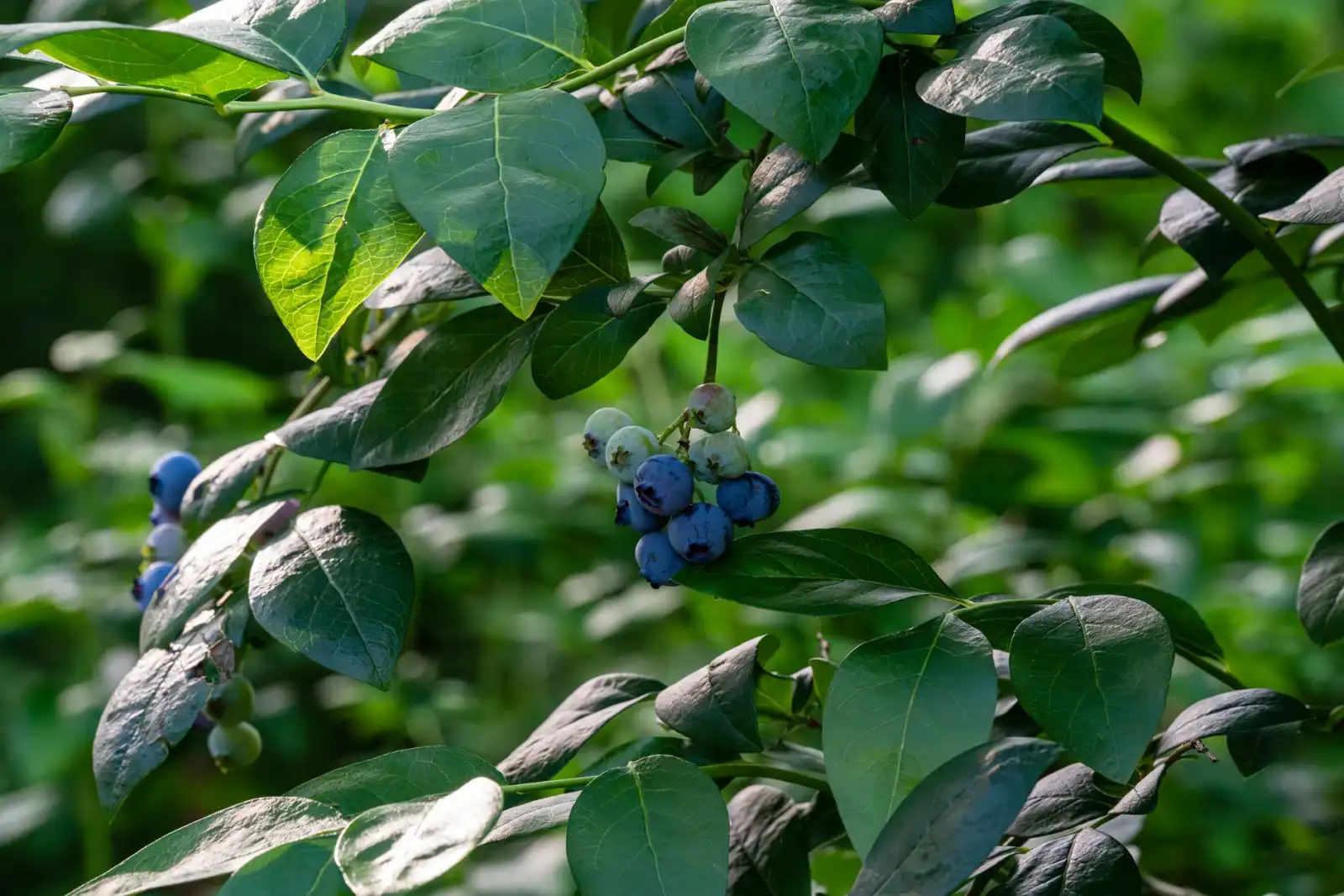 食堂托管模式对比：综合承包与后厨人员派驻管理的差异分析